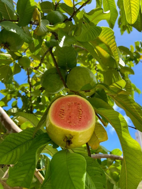Oman Pink Guava Air Layered Healthy Fruit Plant