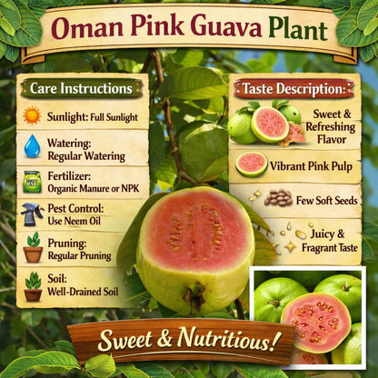 Oman Pink Guava Air Layered Healthy Fruit Plant