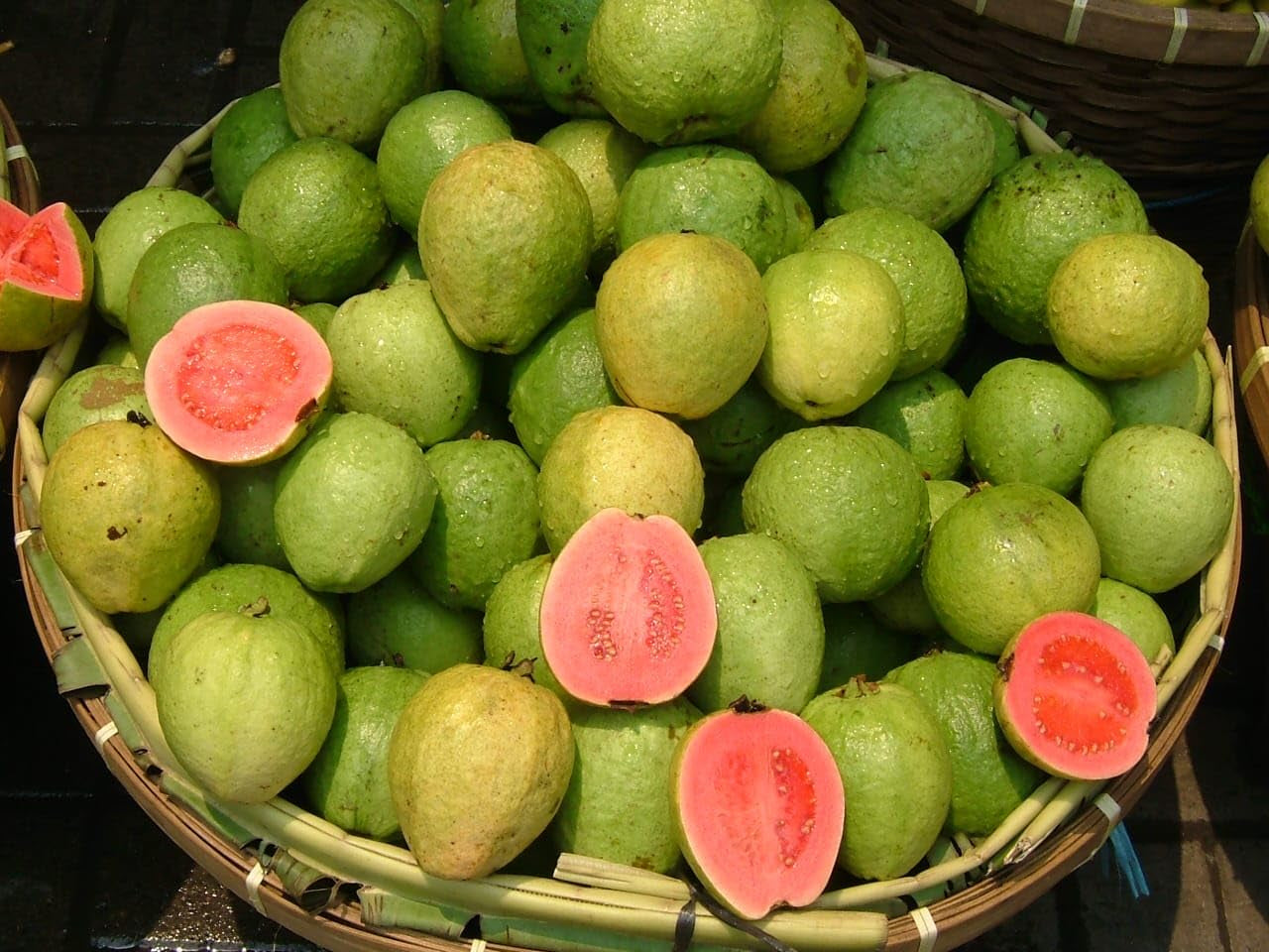 Oman Pink Guava Air Layered Healthy Fruit Plant