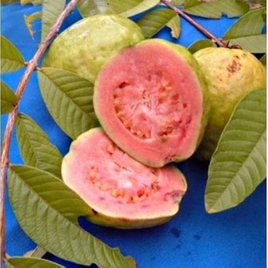Oman Pink Guava Air Layered Healthy Fruit Plant