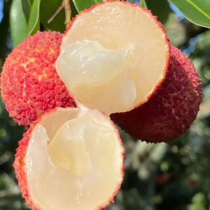 Early Seedless Litchi Lychee Layering/Grafted Fruit Plant