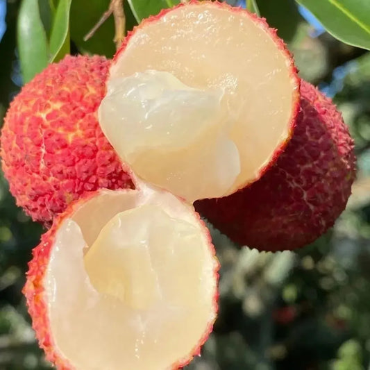Early Seedless Litchi Lychee Layering/Grafted Fruit Plant (1.5-2 Feet Height)