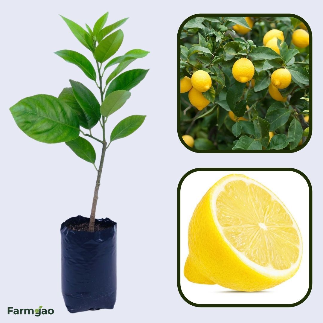 Orchard Lemon Plant Live Nimbu Tree Kagzi Lemon Citrus Limon Fruit Plant