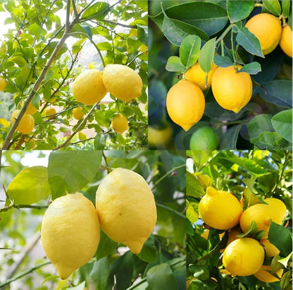 Orchard Lemon Plant Live Nimbu Tree Kagzi Lemon Citrus Limon Fruit Plant