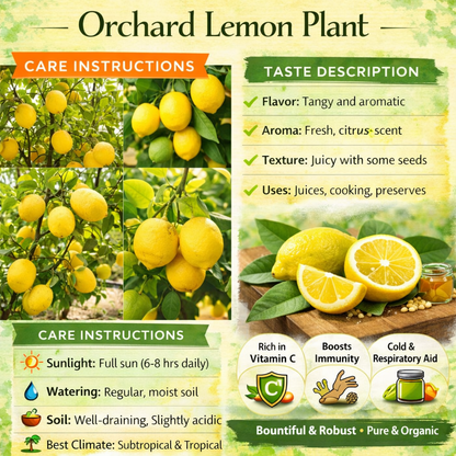 Orchard Lemon Plant Live Nimbu Tree Kagzi Lemon Citrus Limon Fruit Plant