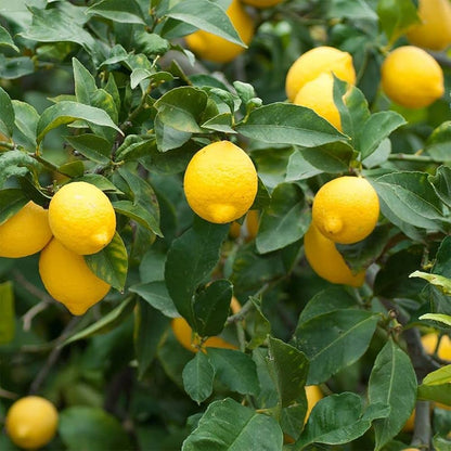 Orchard Lemon Plant Live Nimbu Tree Kagzi Lemon Citrus Limon Fruit Plant