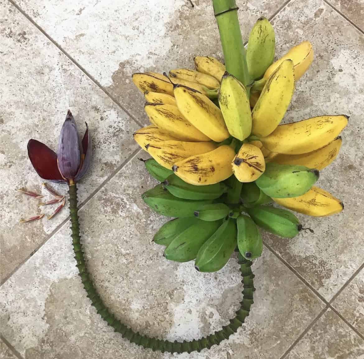 Orinoco Banana Healthy Sweet Tissue Cultured Fruit Plant