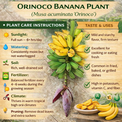 Orinoco Banana Healthy Sweet Tissue Cultured Fruit Plant