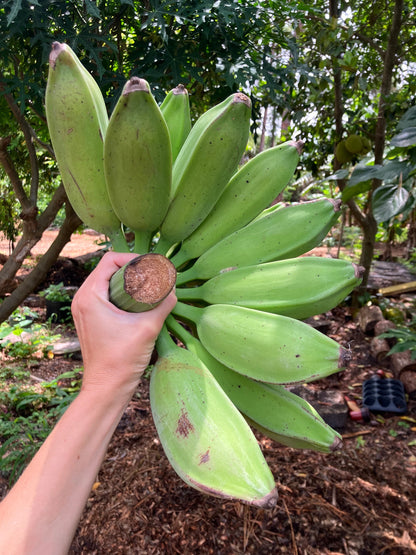 Orinoco Banana Healthy Sweet Tissue Cultured Fruit Plant