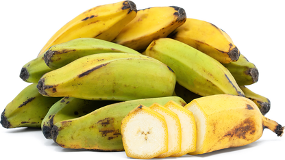 Orinoco Banana Healthy Sweet Tissue Cultured Fruit Plant