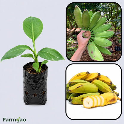 Orinoco Banana Healthy Sweet Tissue Cultured Fruit Plant