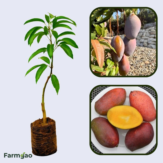 Osteen Mango Aam Grafted Healthy Fruit Plant