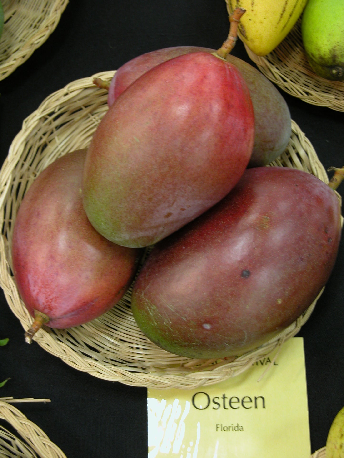 Osteen Mango Aam Grafted Healthy Fruit Plant