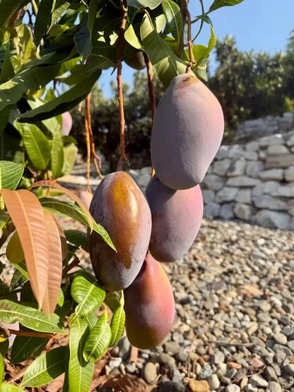 Osteen Mango Aam Grafted Healthy Fruit Plant
