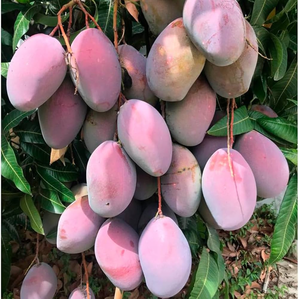 Osteen Mango Aam Grafted Healthy Fruit Plant