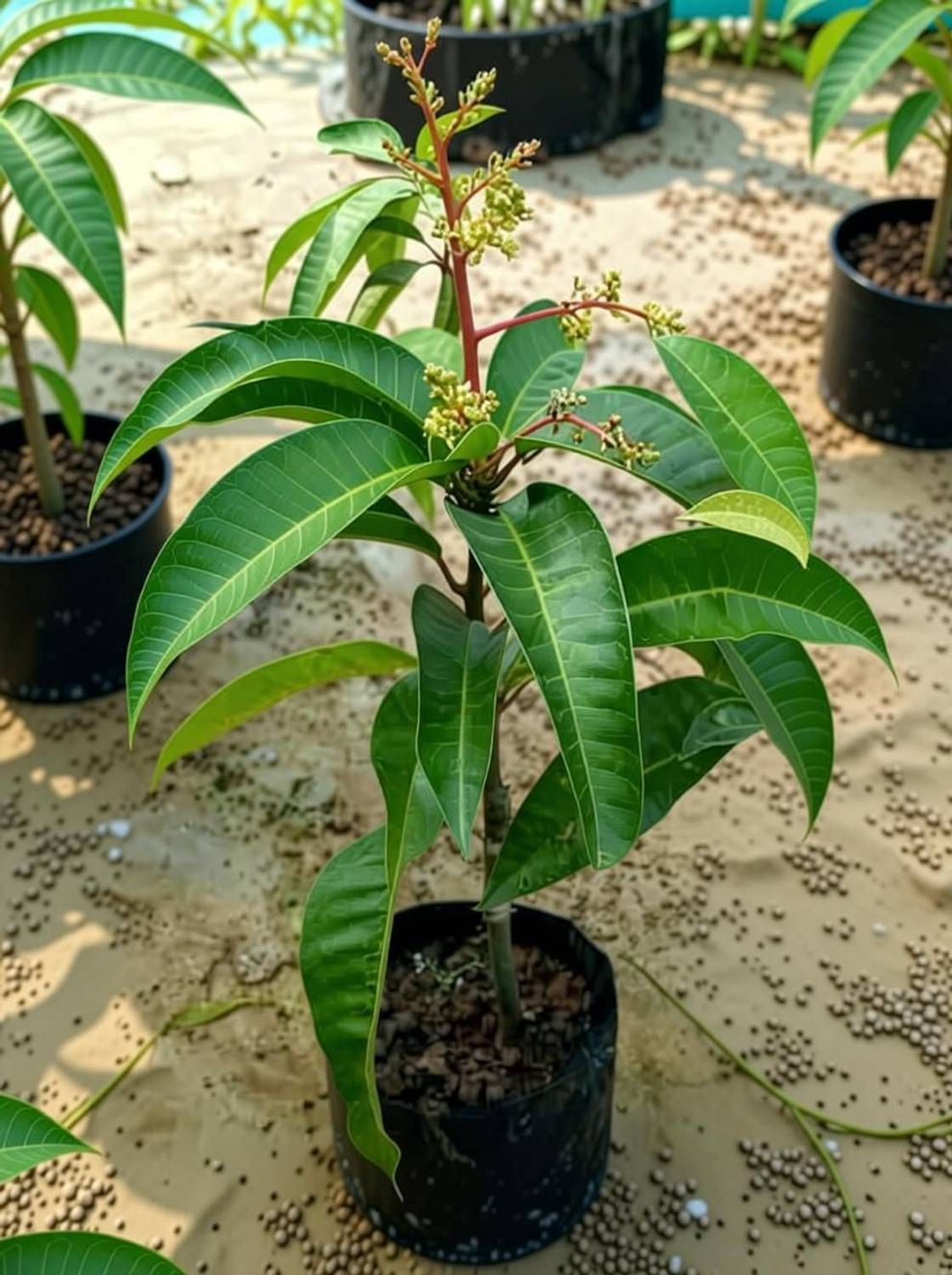 Osteen Mango Aam Grafted Healthy Fruit Plant