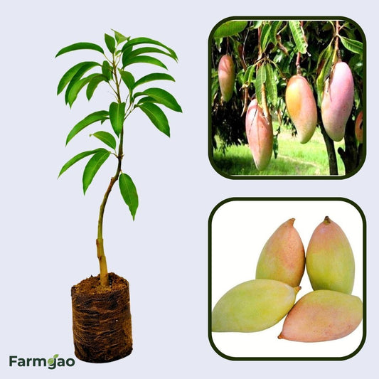 Ottu Mango Aam Grafted Healthy Fruit Plant