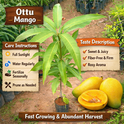 Ottu Mango Aam Grafted Healthy Fruit Plant