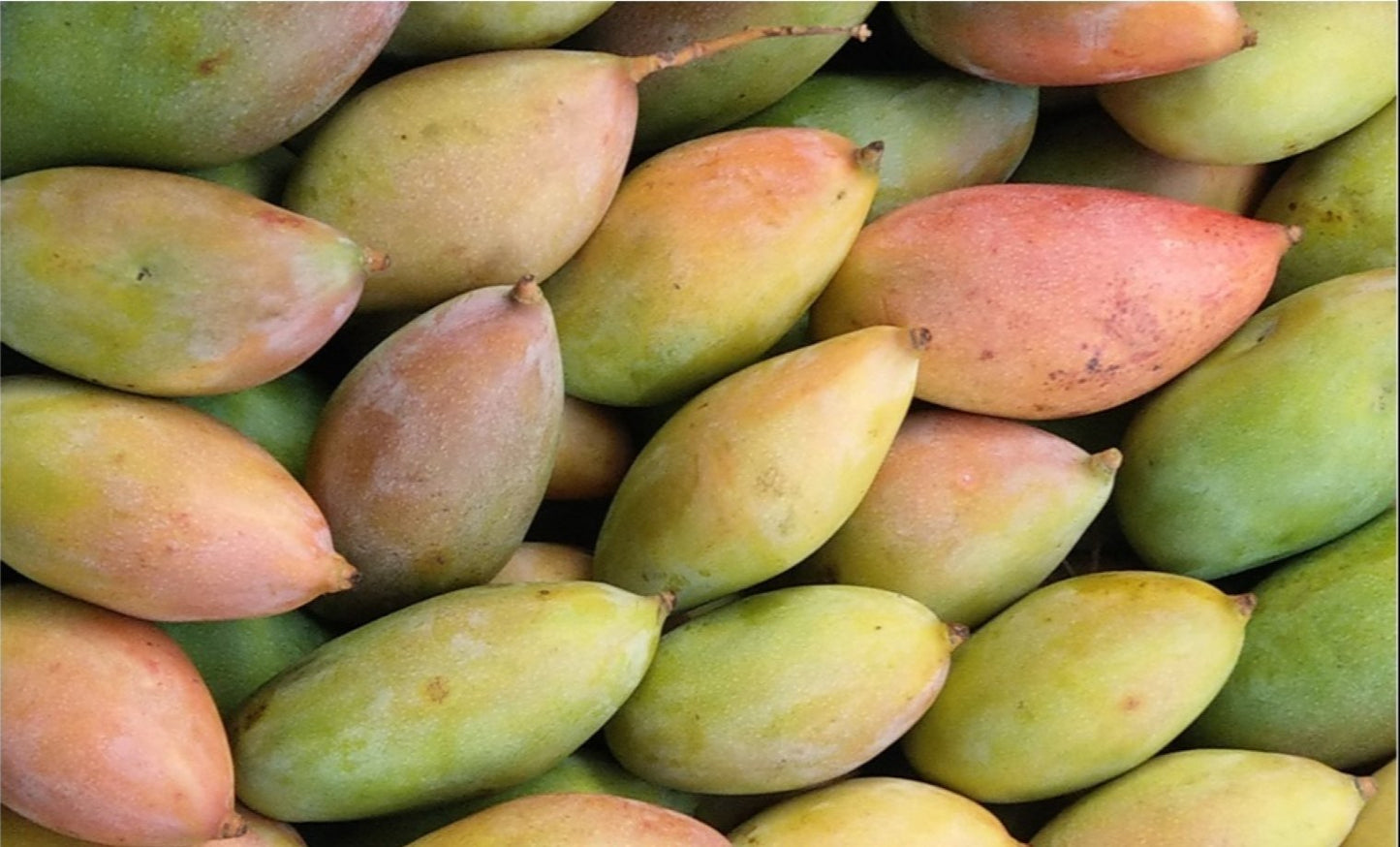 Ottu Mango Aam Grafted Healthy Fruit Plant