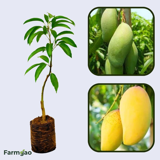 Owais Mango Aam Grafted Healthy Fruit Plant