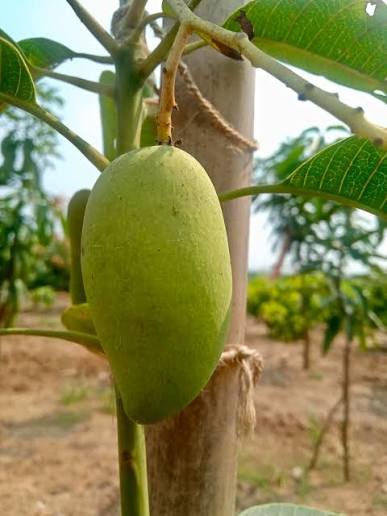Owais Mango Aam Grafted Healthy Fruit Plant