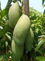 Owais Mango Aam Grafted Healthy Fruit Plant