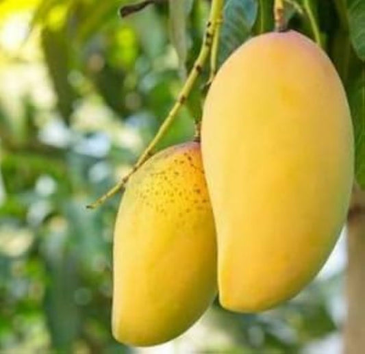Owais Mango Aam Grafted Healthy Fruit Plant