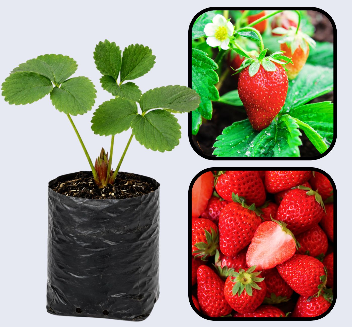 Ozark Beauty Strawberry Healthy Sweet Home Garden Kitchen Garden Terrace Balcony Fruit PlantHealthy Sweet Home Garden Kitchen Garden Terrace Balcony Fruit Plant