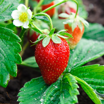 Ozark Beauty Strawberry Healthy Sweet Home Garden Kitchen Garden Terrace Balcony Fruit PlantHealthy Sweet Home Garden Kitchen Garden Terrace Balcony Fruit Plant