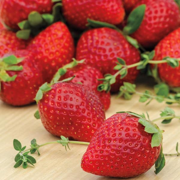 Ozark Beauty Strawberry Healthy Sweet Home Garden Kitchen Garden Terrace Balcony Fruit PlantHealthy Sweet Home Garden Kitchen Garden Terrace Balcony Fruit Plant
