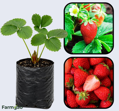 Ozark Beauty Strawberry Healthy Sweet Home Garden Kitchen Garden Terrace Balcony Fruit PlantHealthy Sweet Home Garden Kitchen Garden Terrace Balcony Fruit Plant