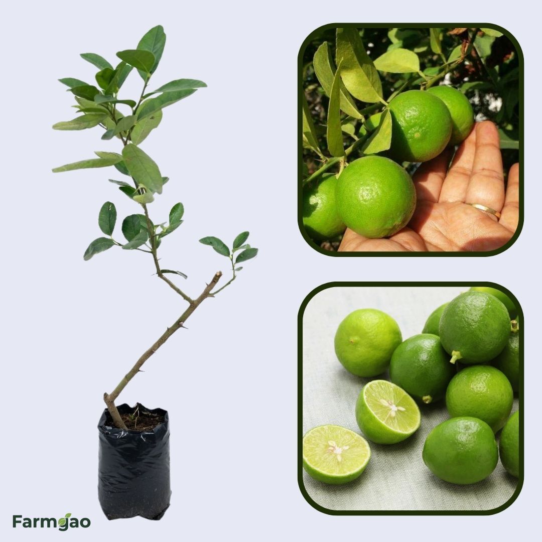PKM-1 Lemon Plant Live Nimbu Tree Kagzi Lemon Citrus Limon Fruit Plant
