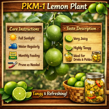 PKM-1 Lemon Plant Live Nimbu Tree Kagzi Lemon Citrus Limon Fruit Plant