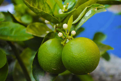 PKM-2 Lemon Plant Live Nimbu Tree Kagzi Lemon Citrus Limon Fruit Plant