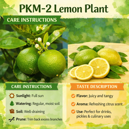 PKM-2 Lemon Plant Live Nimbu Tree Kagzi Lemon Citrus Limon Fruit Plant