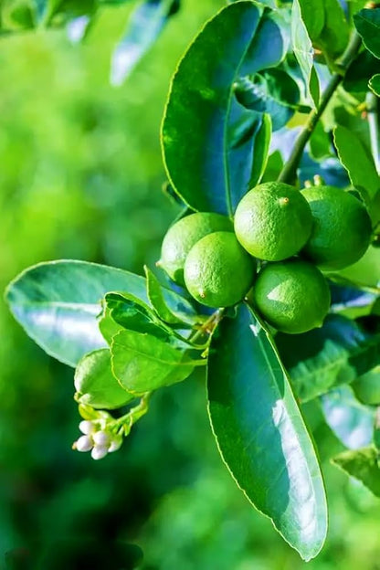 PKM-2 Lemon Plant Live Nimbu Tree Kagzi Lemon Citrus Limon Fruit Plant