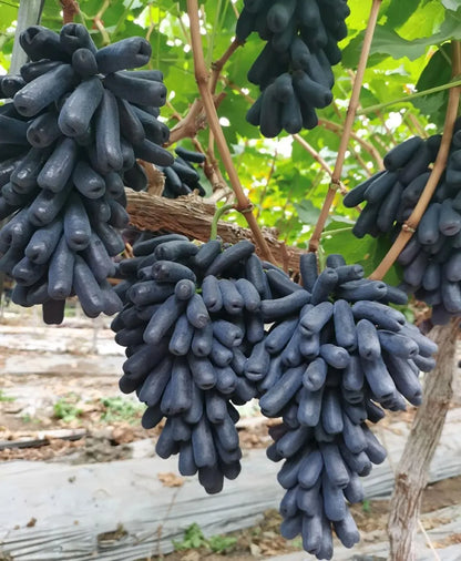 Seedless Sweet Black Long Moon Drops (Sweet Sapphire) Variety Air Layered Grapes Plant