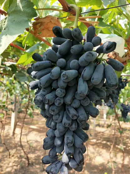 Seedless Sweet Black Long Moon Drops (Sweet Sapphire) Variety Air Layered Grapes Plant