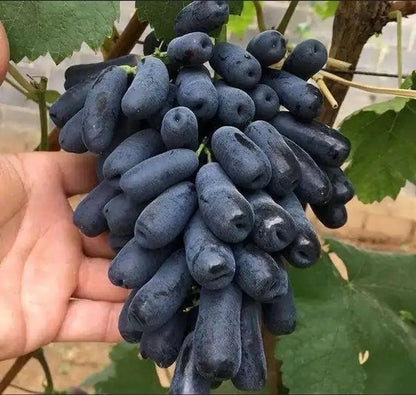 Seedless Sweet Black Long Moon Drops (Sweet Sapphire) Variety Air Layered Grapes Plant