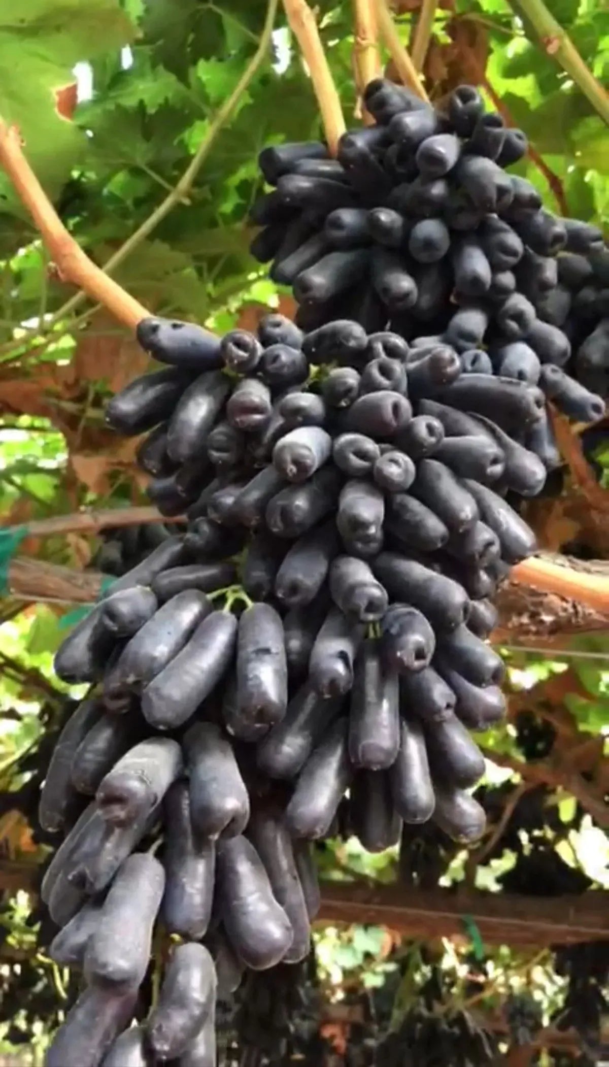 Seedless Sweet Black Long Moon Drops (Sweet Sapphire) Variety Air Layered Grapes Plant