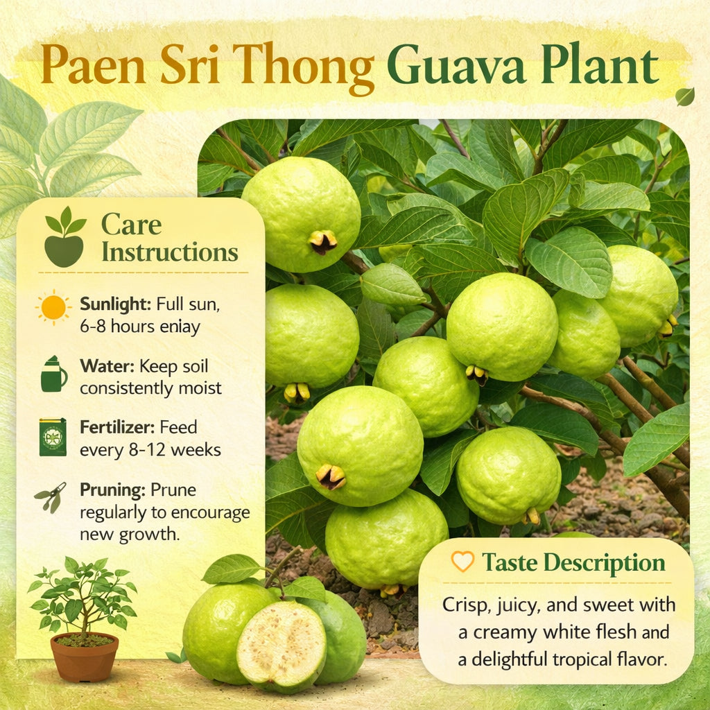 Paen Sri Thong Guava Air Layered Healthy Fruit Plant