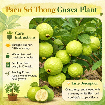 Paen Sri Thong Guava Air Layered Healthy Fruit Plant