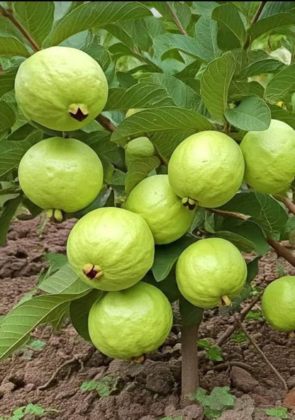 Paen Sri Thong Guava Air Layered Healthy Fruit Plant