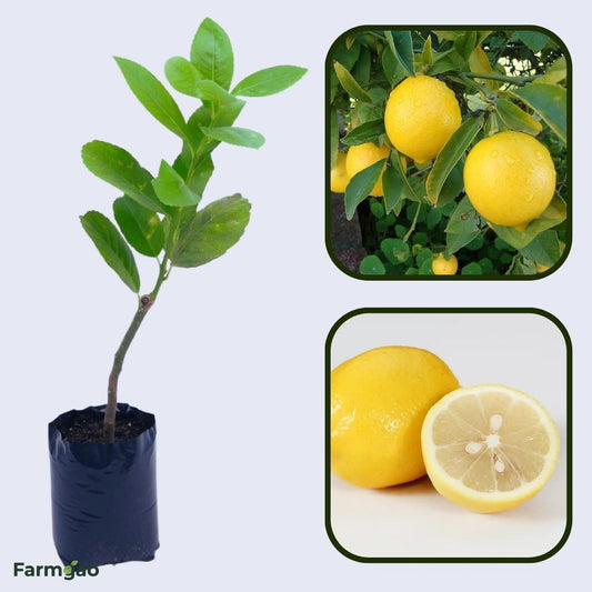 Pahadi Nimbu Plant Live Nimbu Tree Kagzi Lemon Citrus Limon Fruit Plant
