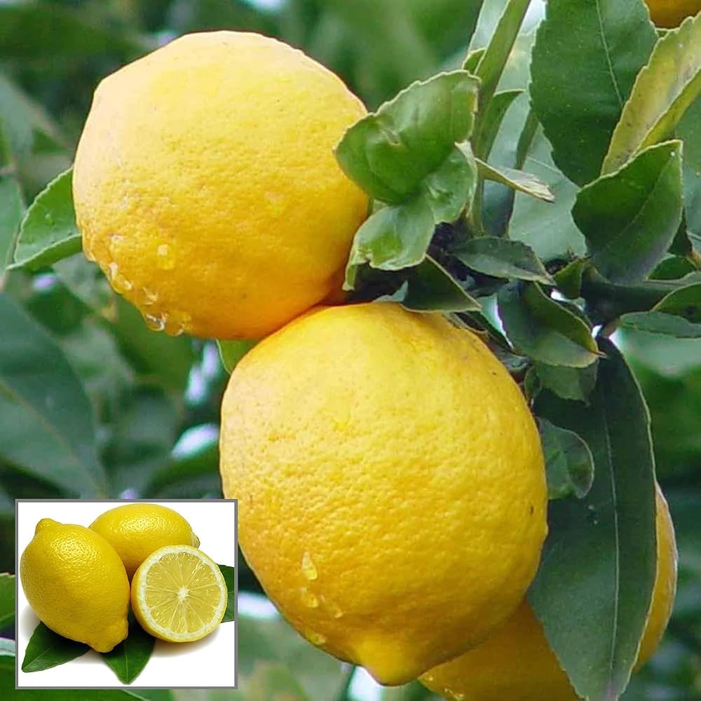 Pahadi Nimbu Plant Live Nimbu Tree Kagzi Lemon Citrus Limon Fruit Plant