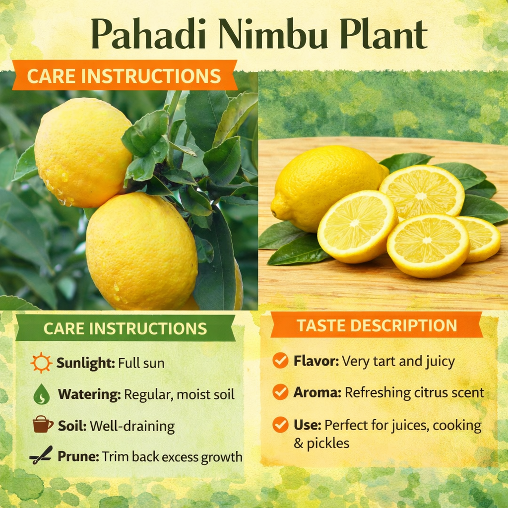 Pahadi Nimbu Plant Live Nimbu Tree Kagzi Lemon Citrus Limon Fruit Plant