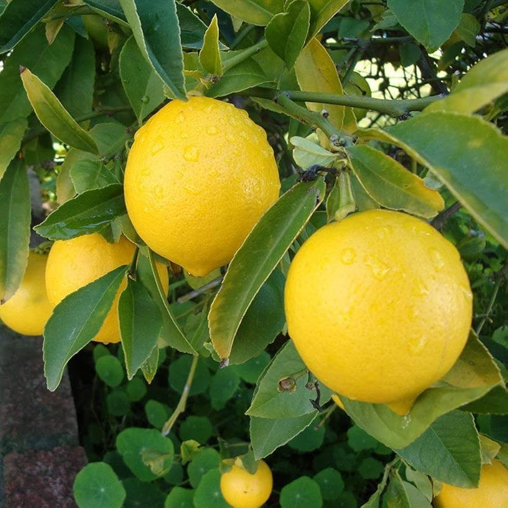 Pahadi Nimbu Plant Live Nimbu Tree Kagzi Lemon Citrus Limon Fruit Plant