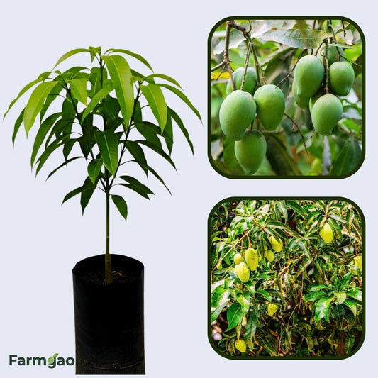 Pahutan Mango Aam Grafted Healthy Fruit Plant