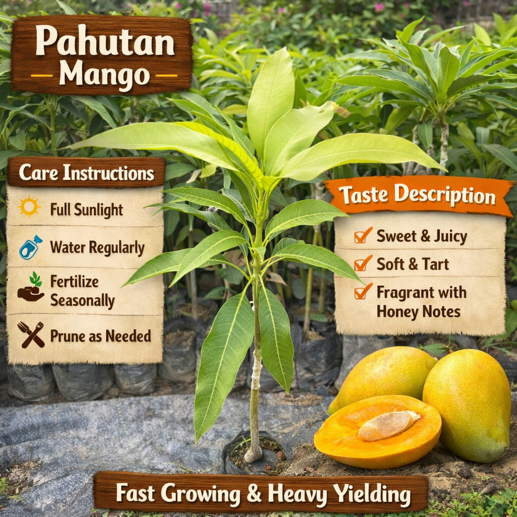 Pahutan Mango Aam Grafted Healthy Fruit Plant