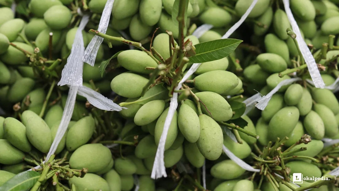 Pahutan Mango Aam Grafted Healthy Fruit Plant